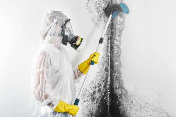 Best Black Mold Removal  in Shelby, MI