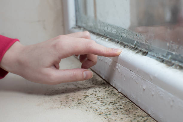 Best Commercial Mold Inspection  in Shelby, MI