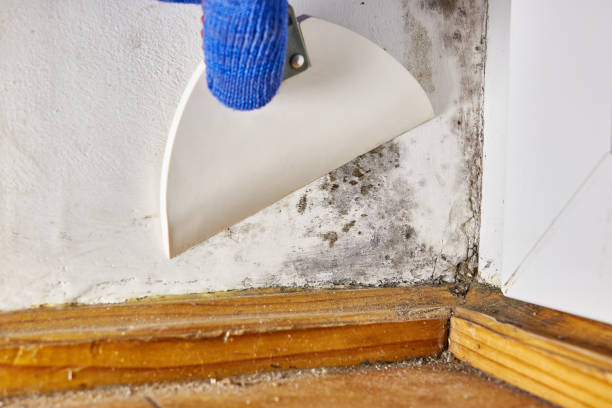 Best Biohazard Mold Removal  in Shelby, MI